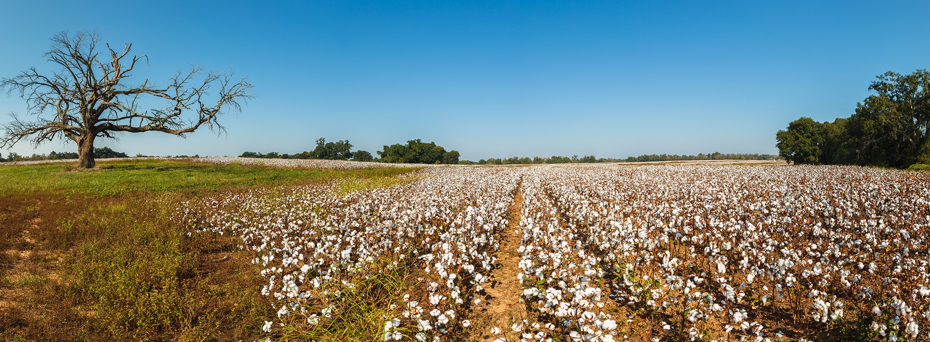 Home Town of Holly Hill